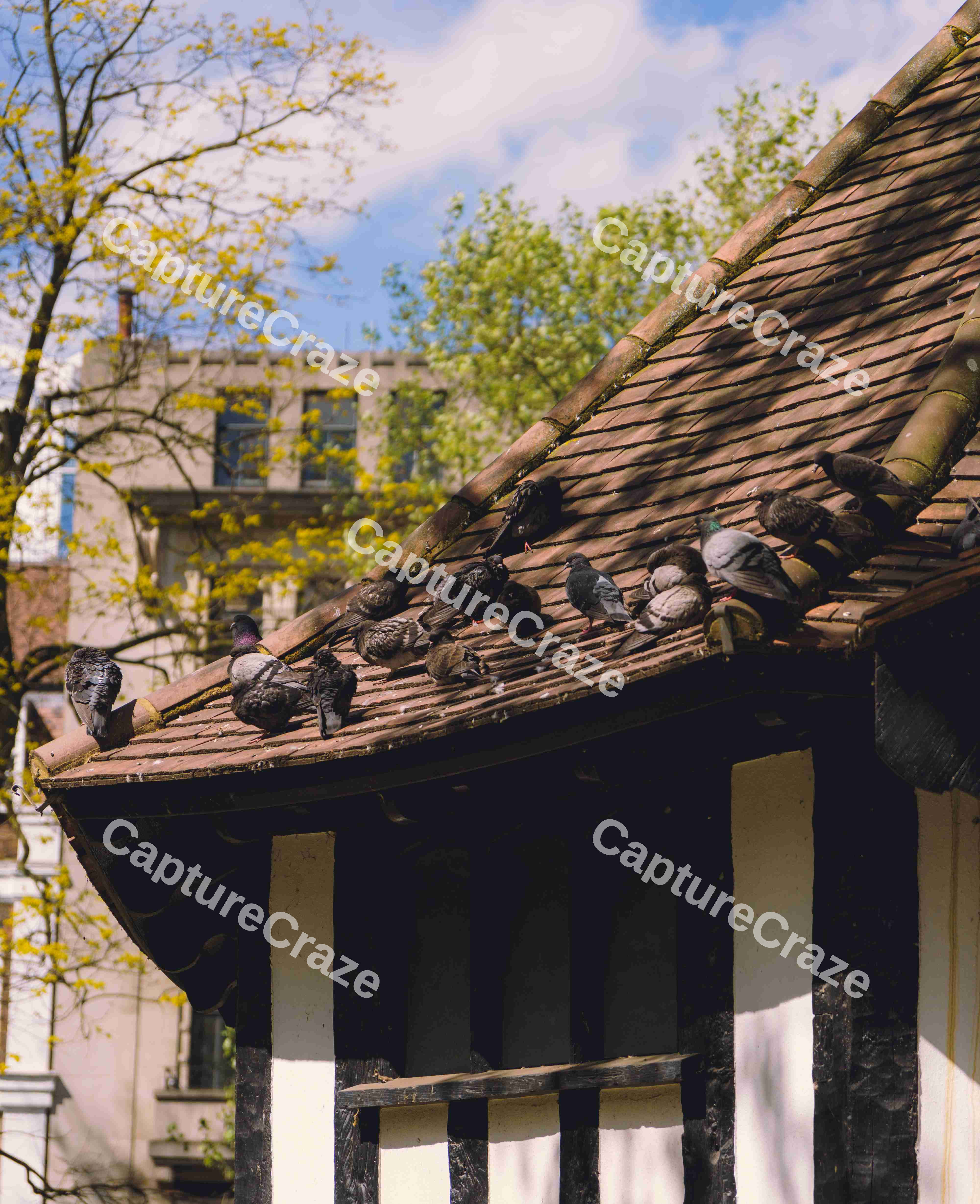 Pidgeons On A Roof
